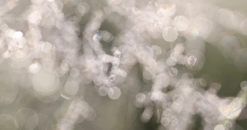 Bokeh on the grass Stock Footage 100870869