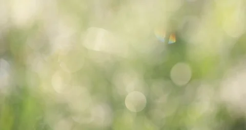 Bokeh on the grass Video stock 100870889