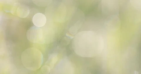 Bokeh on the grass Video stock 100870913