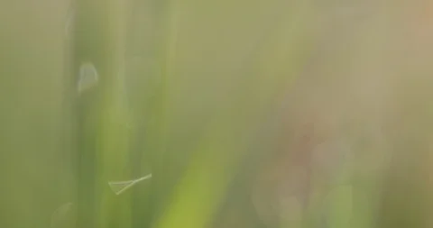 Bokeh on the grass Video stock 100870948
