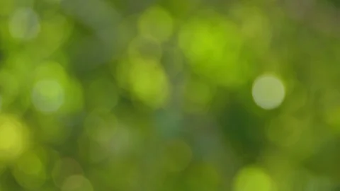 Bokeh of green leaf 库存影片 118555498