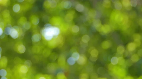 Bokeh of green leaf 库存影片 118555545