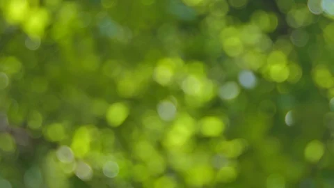 Bokeh of green leaf 库存影片 118555598