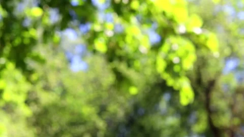 Bokeh greens . Rasfocus of the grass. Trees in the wind. Summer. Summer Stock Footage 150063829
