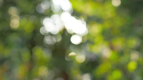 Bokeh leaf Stock Footage 79564554