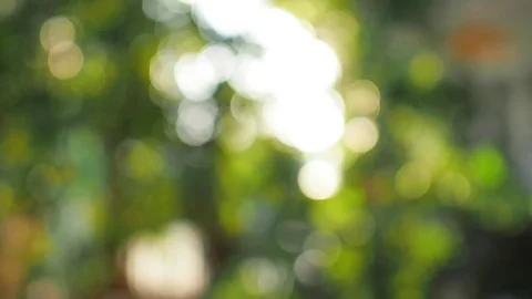 Bokeh leaf Stock Footage 79564615