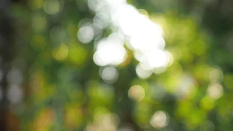 Bokeh leaf Stock Footage 79564717