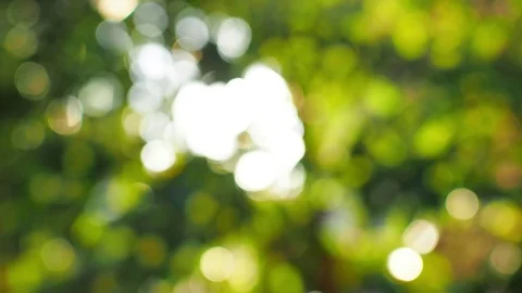 Bokeh leaf Stock Footage 79571141