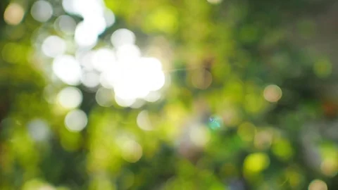 Bokeh leaf Stock Footage 79571223