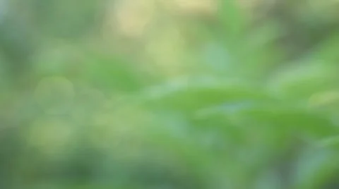 Bokeh leaves Stock Footage 12011616