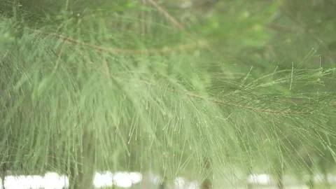 Bokeh Leaves Video stock 205168964