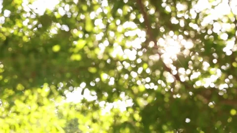 Bokeh leaves with light passing through Stock Footage 157880381