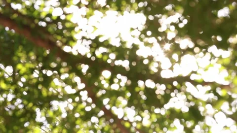 Bokeh leaves with light passing through Stock Footage 157880459