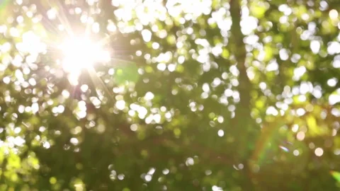 Bokeh leaves with light passing through Stock Footage 157880518