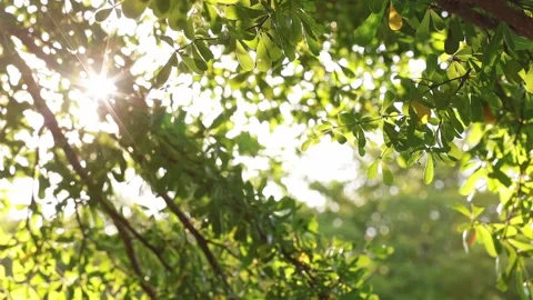 Bokeh leaves with light passing through Stock Footage 157880536
