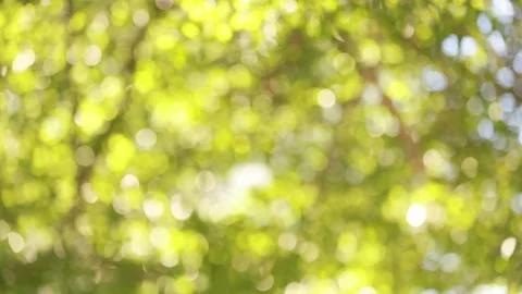 Bokeh leaves with light passing through Stock Footage 157880557