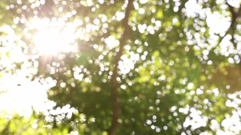Bokeh leaves with light passing through Stock Footage 157880563
