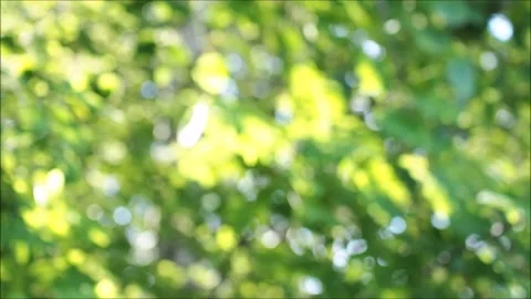 Bokeh leaves sun Stock Footage 132688662