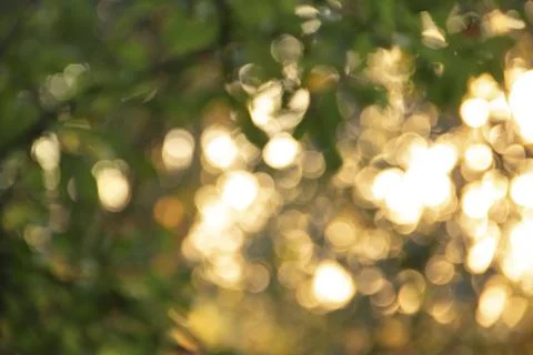 Bokeh leaves with sunset sunlight, warm tone colors for background. Nature Stock Photos