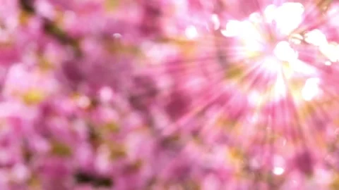 Bokeh light background with sunbeam animation Stock Footage 273047054
