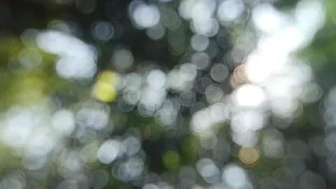 Bokeh light in the forest Stock Footage 145128759