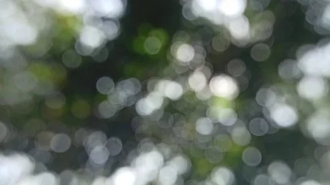 Bokeh light in the forest Stock Footage 145128761