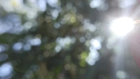 Bokeh light in the forest Stock Footage 145128762