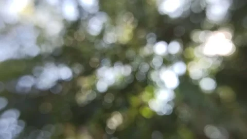 Bokeh light in the forest Stock Footage 145128765