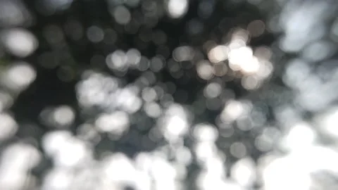 Bokeh light in the forest Stock Footage 145128799