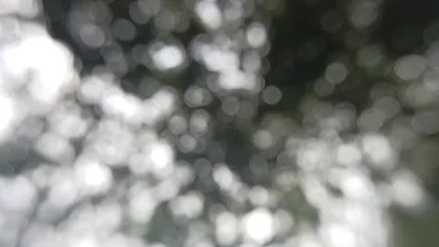 Bokeh light in the forest Stock Footage 145128810