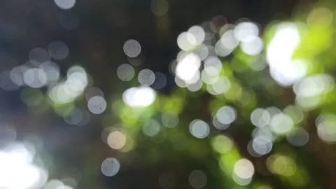 Bokeh light in the forest Stock Footage 145128846