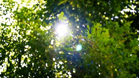 Bokeh light of light through leaf at sunset time Stock Footage 132571060