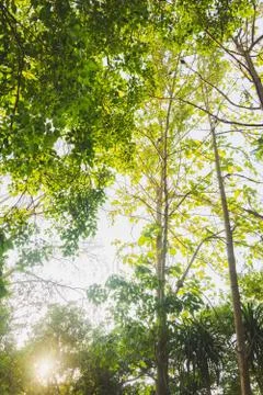 Bokeh light of light through leaf at sunset time Photos
