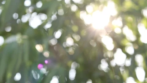 Bokeh light nature background, abstract blur nature and sunlight background Stock Footage 169081698