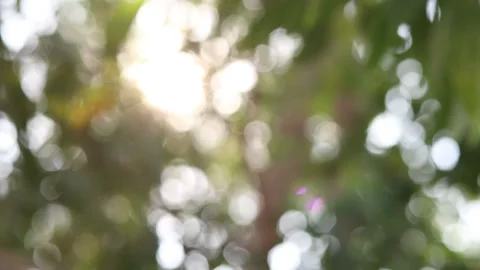 Bokeh light nature background, blur nature and sunlight background Stock Footage 169081176