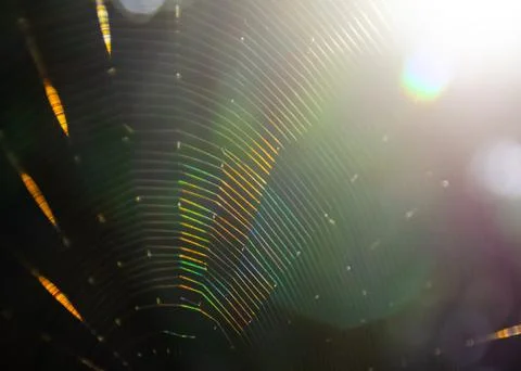 Bokeh light with spider web Stock Photos