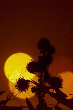 Bokeh Lighting background with Spider webs and Plants. Stockfoto's