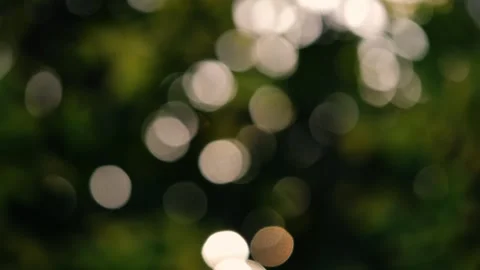 Bokeh lights sunlight in trees de-focused Stock Footage 255562422