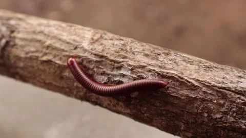 Bokeh Mode Milipede Passes Through the Wooden Twigs 库存影片 273665609