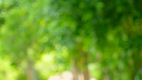 Bokeh Nature background out of focus. Stock Footage 140383481