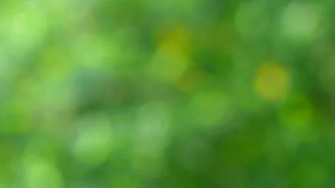 Bokeh Nature background out of focus. Stock Footage 140383528