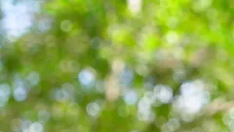 Bokeh Nature background out of focus. Stock Footage 140383552