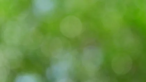 Bokeh Nature background  pan camera Stock Footage 73788543