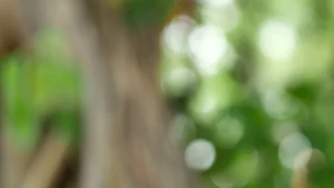 Bokeh Nature background  pan camera Stock Footage 75431040