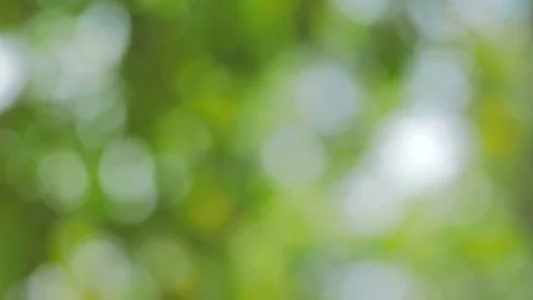 Bokeh Nature background  pan camera Stock Footage 75435628