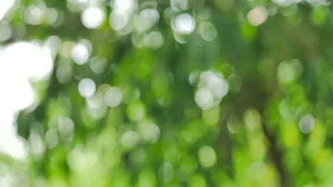 Bokeh Nature background  pan camera Stock Footage 75438958
