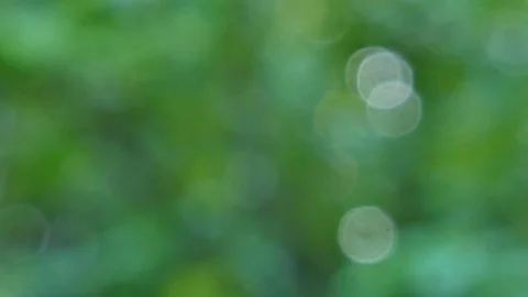 Bokeh Nature background  pan camera Stock Footage 81497479