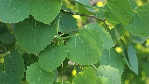 Bokeh Nature Stock Footage 132688172