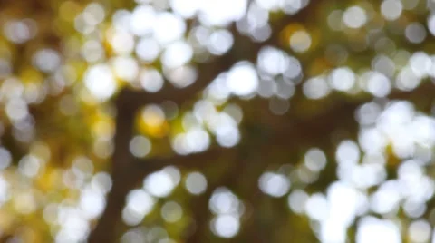 Bokeh out of focus background  HD footage Stock Footage 47437523