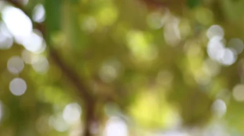 Bokeh out of focus background  HD footage Stock Footage 47443330